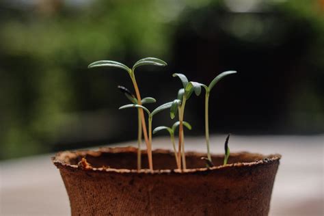 種櫻花盆栽|櫻花種幾年開花？完整栽種指南，輕鬆擁有夢幻花海！ 